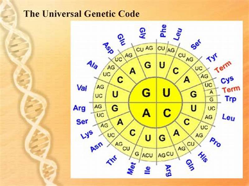 Universal Genetic Code Chart Answers