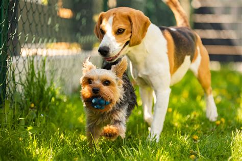 VETOSTEO 12 à Brommat