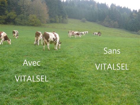 VITALSEL à Courthézon