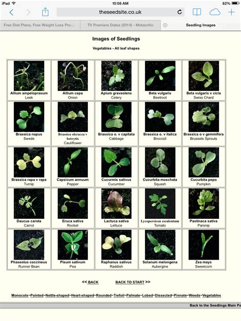Vegetable Seedling Identification Chart