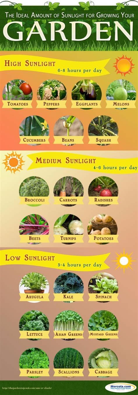 Vegetable Sun Chart