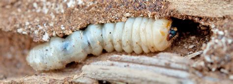 Verminate Woodworm and Damp Proofing Services