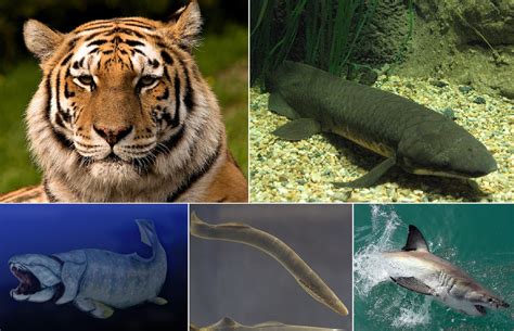 Vertebrata à Andolsheim