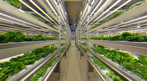 Vertical Farm