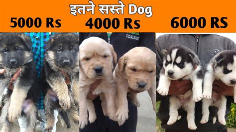 Very Cheapest price, bajwa dog shop