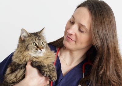 Vet Vision à Lambersart