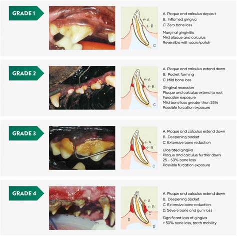Veterinary Dental Grading Chart