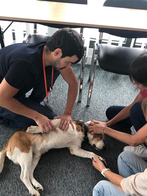 Vetphysio à Grosrouvre