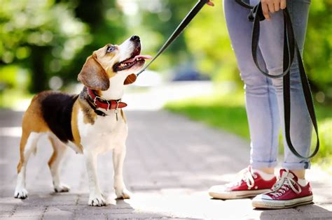 Victoria Pets - dog walking & boarding