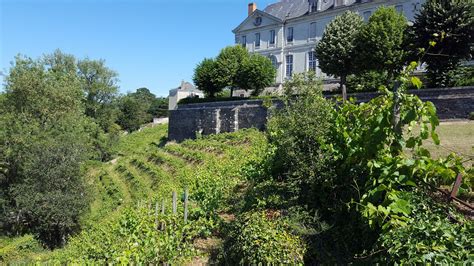 Vigne en Ville Angers 