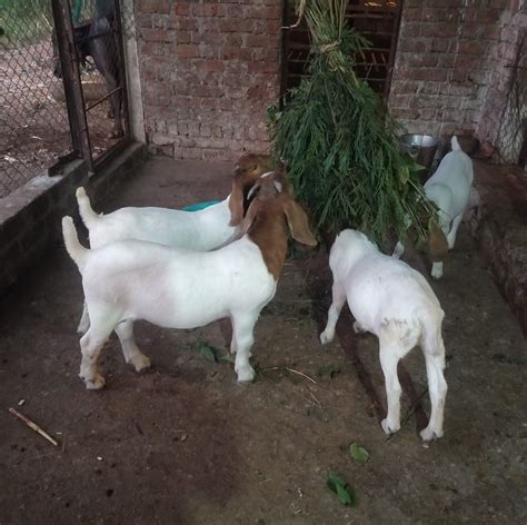 Viraj goat from