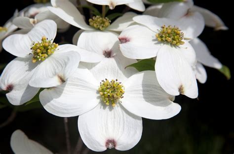 Virginia-State-Flower
