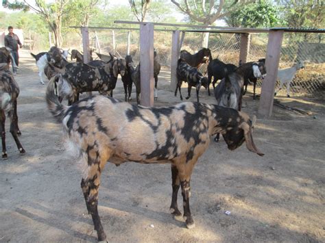 Vishal goat farm