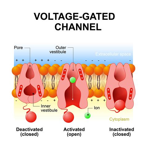 Voltage-Gated Ion Channel