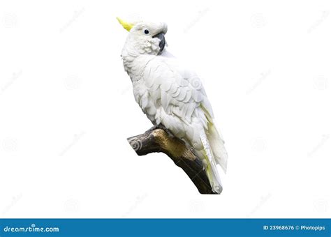 WHITEPARROT 