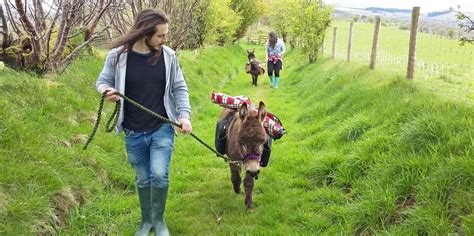 Walk a Mini Donkey at Good Day Out