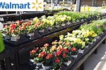 Walmart Flower Shop