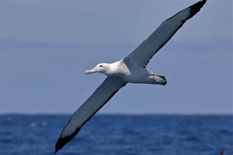 Albatross Bird