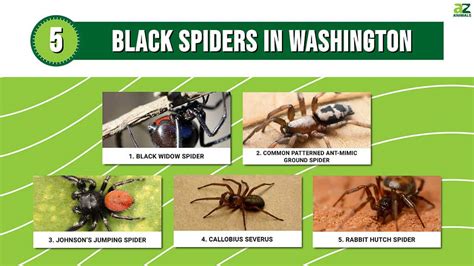 Washington State Spider Chart