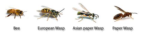 Wasp Bee Identification Chart