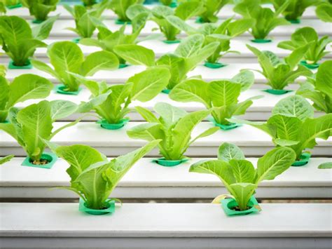 Water Conservation in Hydroponics
