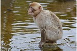 Water Monkeys Home Grown