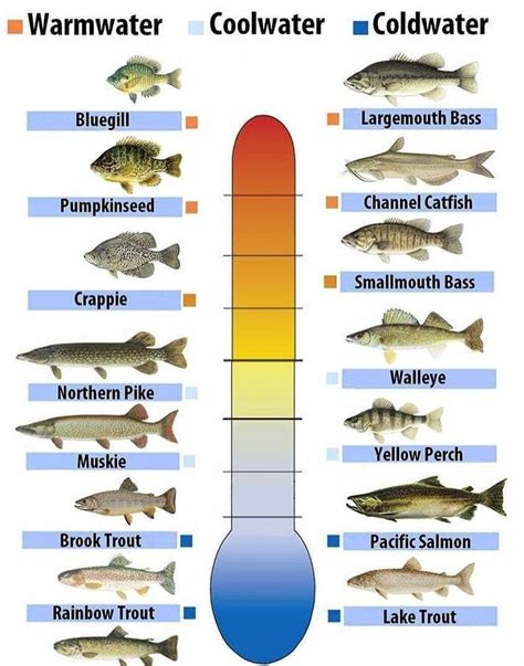 Water Temperature Fishing Report