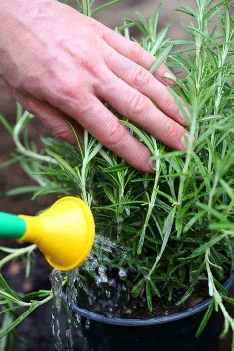 Watering a Rosemary Plant