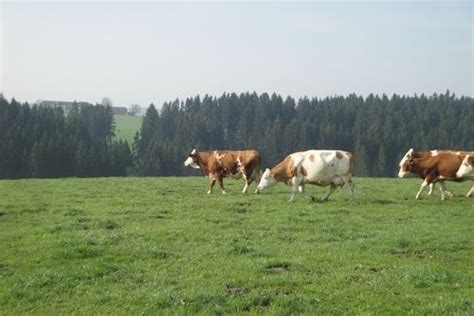 Weide-Viehzuchtbetrieb