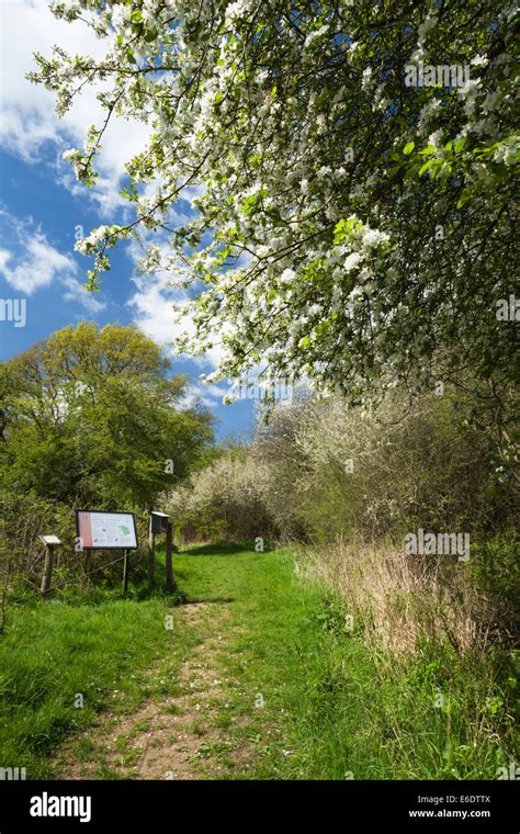 Weideland Und Streuobstwiese