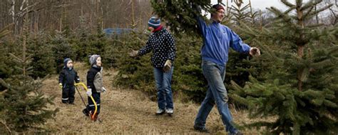 Weihnachtsbaum-selbst-schlagen.de