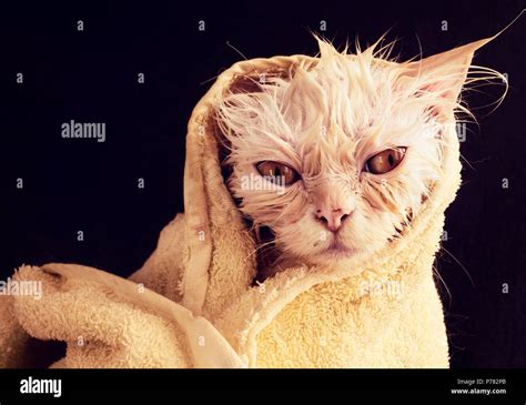 Wet Kitty Onlyfans Leak 42 PPV