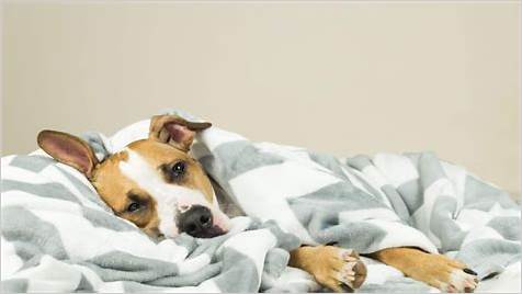 What to Do If Your Dog Ate CBD Gummies: A Comprehensive Guide