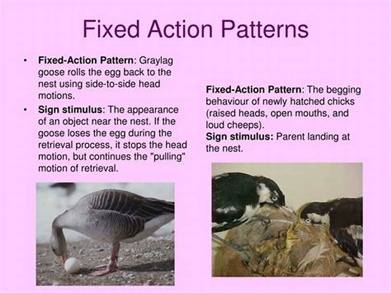 What Is A Fixed Action Pattern Example