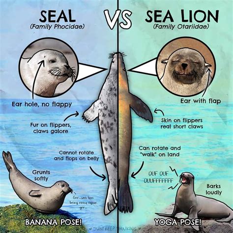 Seal Sea Lion