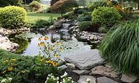 What Plants to Use in Koi Pond