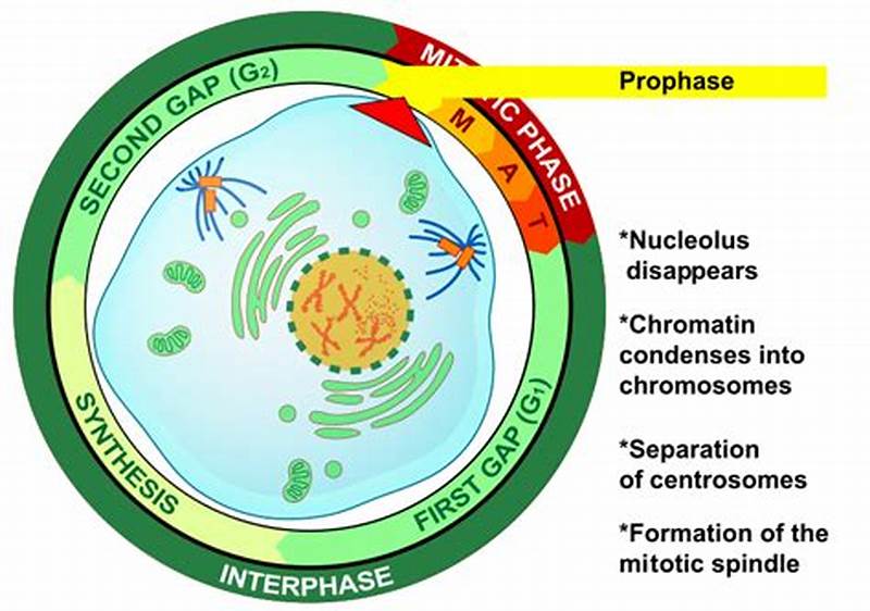 What Structures Form During Prophase