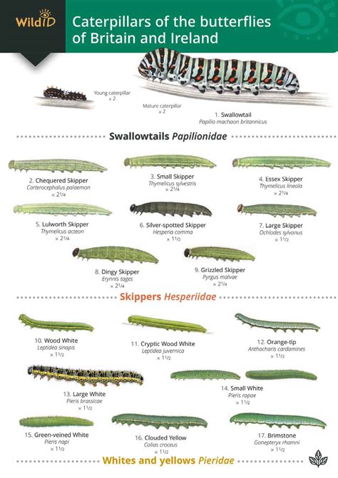 White Caterpillar Identification Chart