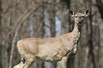 White-Tailed Deer with CWD