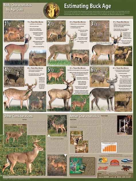 Whitetail Deer Size Chart