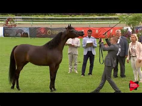 Why Not à Chantilly