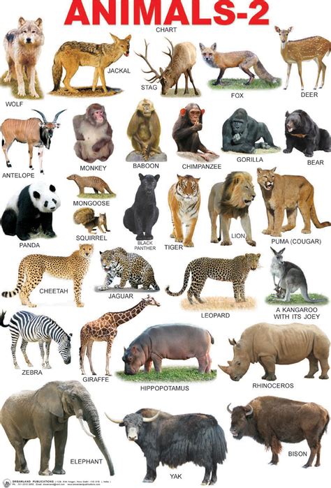 Wild Animals Name Chart