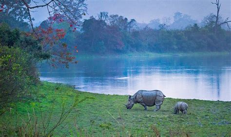 Wild Tour Kaziranga