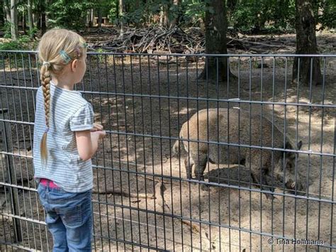 Wildgehege im Tegeler Forst