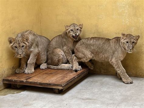Wildlife Lions