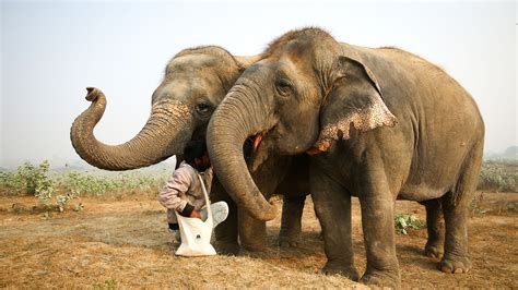 Wildlife SOS - Elephant Conservation and Care Center