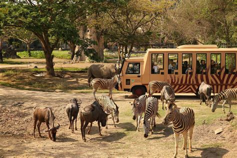 Wildlife and safari park