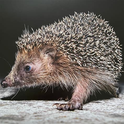 Willow Top Hedgehog Rescue