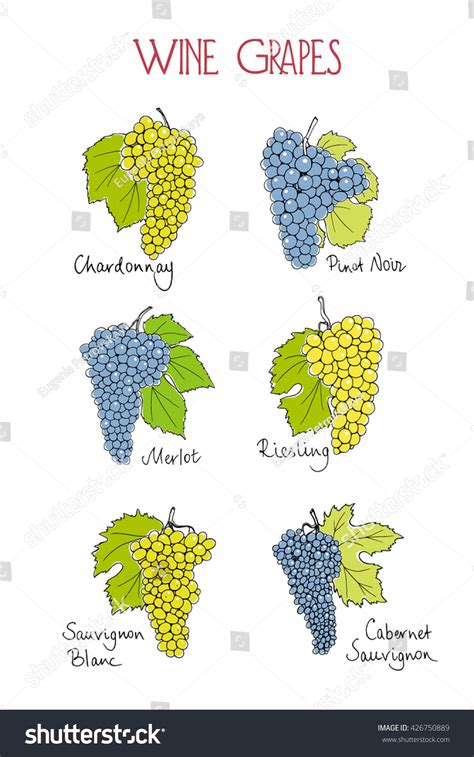 Wine Grape Varieties Chart