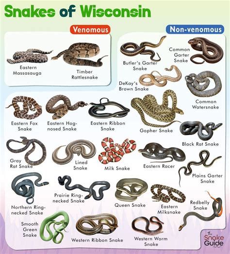 Wisconsin Snakes Identification Chart